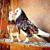 سبز پولکی