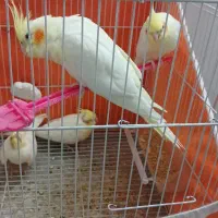 عروس هلندی لوتینو|پرنده|سبزوار, هویزه|دیوار