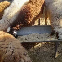 بره‌افشاری‌نر‌وماده