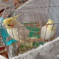 عروس هلندی|پرنده|بافت, |دیوار