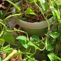 گل طبیعی وشاداب|گل و گیاه طبیعی|قوچان, |دیوار