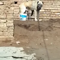 سگ سرابی گله و نگهبان باغ هم