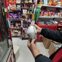 یک عدد کفتر سرور پرشی تیپی|پرنده|مینودشت, |دیوار