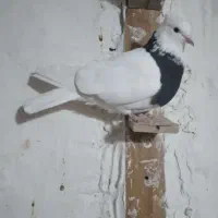 دو عدد طوقی نرماده|پرنده|شیروان (خراسان), |دیوار