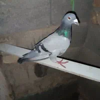 کبوتر