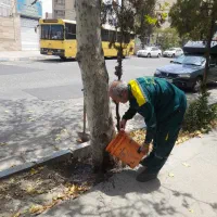 کارگر فضای سبز - شهرداری