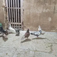 کفترگرفتنی|پرنده|قم, کیوانفر|دیوار