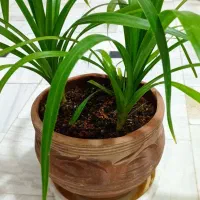 گیاه پاندانوس|گل و گیاه طبیعی|قم, نیروگاه|دیوار