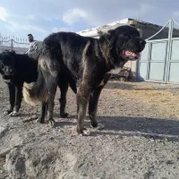 نرماده سرابی بهترین نژاد|سگ|سراب, |دیوار