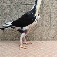 کاریر اصلی