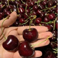 نهال گیلاس تکدانه مشهد