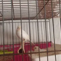 نروماده روی تخم