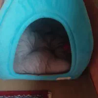 جای خواب گربه