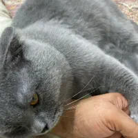 واگذاری جفت گربه اسکاتیش