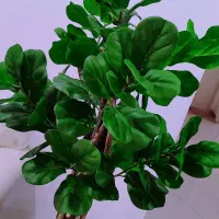 درخچه لیراتا وباباادم باگلدون مخمل سایز بزرگ