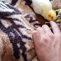 عروس هلندی. متن بخونید مهمه