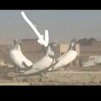 گمشده کفتر کله دم سبز کاکلی