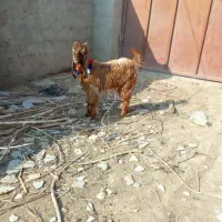 بزغاله ماده پرواری