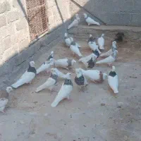 طوقی نامبر وان|پرنده|پارسیان, |دیوار