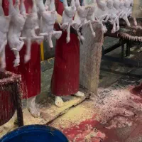 استخدام بی خس کار‌حرفه ای با حقوق بالا در کشتارگاه|استخدام خدمات فروشگاه و رستوران|شهریار, رضی آباد پایین|دیوار