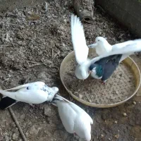 فروش کبوتر|پرنده|کردکوی, |دیوار