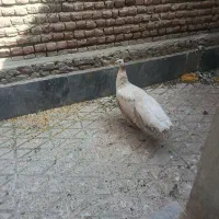 طاووس نر و ماده زیبا