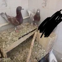 دو تا نر قوره ای جوان