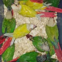 دنیای گیرینچیک.عروسهلندی.شاه طوطی