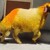 بره‌قوچ