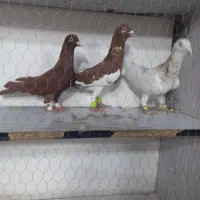 کبوتر قلدور