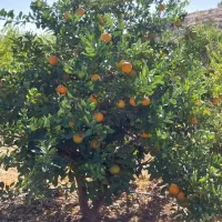 باغ ثمری|فروش زمین و ملک کلنگی|باشت, |دیوار