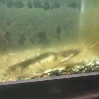 کت افریقایی