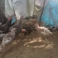 فروش ۱۳ عدد بوقلمون نر وماده|حیوانات مزرعه|رودسر, |دیوار