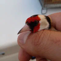 سره نر ماده