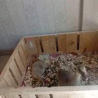 اردک شمالی محلی