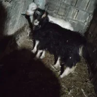 فروش بره نر وماده شیری درجه 1افشار  بزغاله خرج خور