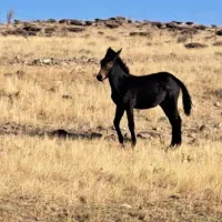 قاطرنر جوان|حیوانات مزرعه|ارشق, |دیوار