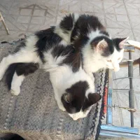 ۳ بچه گربه نژاد دار جذاب|گربه|حمیدیا, |دیوار