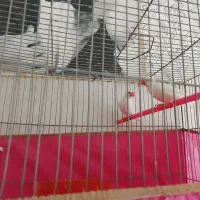 فنچ نرگسی|پرنده|شیروان (خراسان), |دیوار