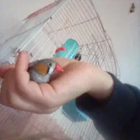 فنج|موش و خرگوش|بانه, |دیوار