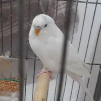 نرالبینو|پرنده|فردیس, شهرک ارم|دیوار