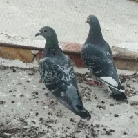 کبوتر ها سالم بدون مریضی