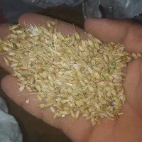 گندم و جو حمیدیه