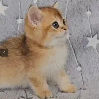 گربه بریتیش