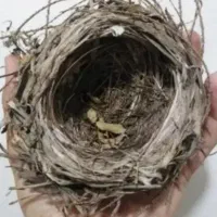 پرنده خانگی