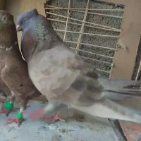 کبوتر|پرنده|سعدآباد, |دیوار