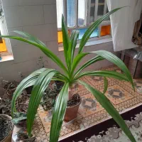 گل سوسن شاداب قیمت ۷۰۰ مقطوع