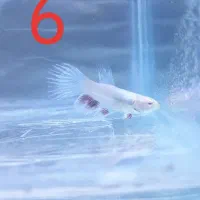 ماهی فایتر نر|ماهی|رفسنجان, |دیوار