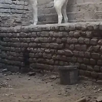 الماس سگ گله بشرط گرگ