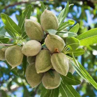 نهال بادام خوشه ای|خدمات باغبانی و درختکاری|تاکستان, |دیوار